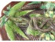 Terracotta dish Rustic fig lobsters Freak snake Palissy 19th