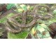 Terracotta dish Rustic fig lobsters Freak snake Palissy 19th