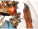 Group of birds naturalized snake under globe nest shells nineteenth century