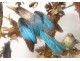 Group of birds naturalized snake under globe nest shells nineteenth century