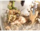 Group of birds naturalized snake under globe nest shells nineteenth century
