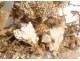 Group of birds naturalized snake under globe nest shells nineteenth century
