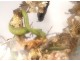 Group of birds naturalized snake under globe nest shells nineteenth century