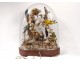 Group of birds naturalized snake under globe nest shells nineteenth century