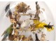 Group of birds naturalized snake under globe nest shells nineteenth century