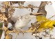 Group of birds naturalized snake under globe nest shells nineteenth century