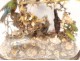 Group of birds naturalized snake under globe nest shells nineteenth century
