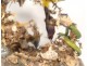 Group of birds naturalized snake under globe nest shells nineteenth century