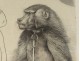Lithograph PY. Trémois Man and Monkey Baboon Proof Artist n ° I 1970