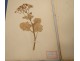 Rare herbarium 22 cardboard plants Masson Valenciennes Nord France collection