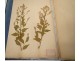 Rare herbarium 22 cardboard plants Masson Valenciennes Nord France collection