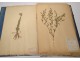 Rare herbarium 22 cardboard plants Masson Valenciennes Nord France collection