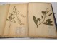 Rare herbarium 22 cardboard plants Masson Valenciennes Nord France collection