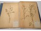 Rare herbarium 22 cardboard plants Masson Valenciennes Nord France collection