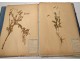 Rare herbarium 22 cardboard plants Masson Valenciennes Nord France collection