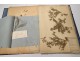 Rare herbarium 22 cardboard plants Masson Valenciennes Nord France collection