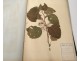 Rare herbarium 22 cardboard plants Masson Valenciennes Nord France collection