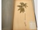 Rare herbarium 22 cardboard plants Masson Valenciennes Nord France collection