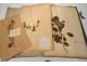 Rare herbarium 22 cardboard plants Masson Valenciennes Nord France collection