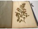 Rare herbarium 22 cardboard plants Masson Valenciennes Nord France collection