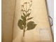 Rare herbarium 22 cardboard plants Masson Valenciennes Nord France collection