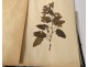 Rare herbarium 22 cardboard plants Masson Valenciennes Nord France collection