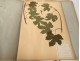 Rare herbarium 22 cardboard plants Masson Valenciennes Nord France collection
