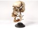 Skull burst with Beauchêne anatomy House Tramond Paris medicine nineteenth