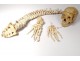 Skeleton human skull medicine skinned anatomy vanity column hand foot twentieth