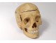 Skeleton human skull medicine skinned anatomy vanity column hand foot twentieth