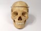 Skeleton human skull medicine skinned anatomy vanity column hand foot twentieth