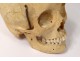 Skeleton human skull medicine skinned anatomy vanity column hand foot twentieth