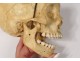 Skeleton human skull medicine skinned anatomy vanity column hand foot twentieth