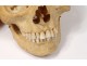 Skeleton human skull medicine skinned anatomy vanity column hand foot twentieth