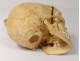 Skeleton human skull medicine skinned anatomy vanity column hand foot twentieth