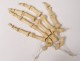 Skeleton human skull medicine skinned anatomy vanity column hand foot twentieth