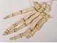 Skeleton human skull medicine skinned anatomy vanity column hand foot twentieth