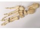 Skeleton human skull medicine skinned anatomy vanity column hand foot twentieth