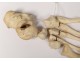 Skeleton human skull medicine skinned anatomy vanity column hand foot twentieth