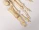 Skeleton human skull medicine skinned anatomy vanity column hand foot twentieth