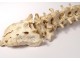 Skeleton human skull medicine skinned anatomy vanity column hand foot twentieth