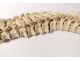 Skeleton human skull medicine skinned anatomy vanity column hand foot twentieth