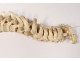 Skeleton human skull medicine skinned anatomy vanity column hand foot twentieth
