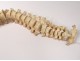 Skeleton human skull medicine skinned anatomy vanity column hand foot twentieth