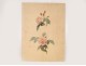 Roses watercolor study of flowers nineteenth