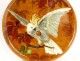 Large ceramic dish enamelled Almaric Walter Massier parrot 60cm twentieth