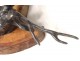 Hunting Trophy silver bronze sculpture deer head wood base nineteenth century