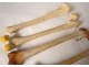 Skeleton human skull study medicine skinned anatomy vanity vertebrae twentieth