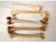 Skeleton human skull study medicine skinned anatomy vanity vertebrae twentieth