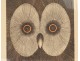 Original lithograph engraving Jean-Pierre Orinel tawny owl twentieth
